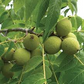 5 Black Walnut Seeds - Juglans Nigra | Hardy Perennial Nut Tree | Fast-Growing Shade Tree for Landscaping & Wildlife