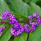 20 Bonsai Beautyberry Seeds - Callicarpa americana | Grow Unique Ornamental Shrub | Purple Berry Bonsai | Non-GMO Garden Seeds