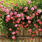 20 Pink Climbing Rose Seeds - Fragrant Perennial Vine - Fast-Growing Flower for Trellis, Arbors & Fences - Easy to Grow