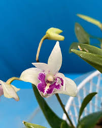 Compact Dendrobium KIngianum 'White' Orchid 