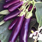 350 Seeds Long Purple Eggplant - Heirloom Non-GMO - High Yield Variety - Easy to Grow - Great for Containers & Gardens