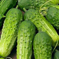 100+ Pickling Cucumber Seeds | Cucumis sativus | Crisp, Compact Variety for Pickles & Gardens | Non-GMO Vegetable Seeds