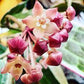 The Hoya Macrophylla 'Variegata' is a stunning plant, loved for its large, glossy leaves with creamy-yellow variegation and soft pink accents. In the right conditions, this slow-growing climber or trailing beauty rewards with fragrant, star-shaped white flowers tinged with pink, making it a treasure for Hoya lovers.