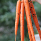 250 Tendersweet Carrot Seeds for Planting | Heirloom Non-GMO | Sweet, Crunchy Roots for Garden Beds, Containers & Raised Beds