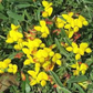 500 Birds Foot Trefoil Seeds | Lotus corniculatus | Non-GMO Ground Cover Wildflower | Fast-Growing for Meadows & Pollinator Gardens