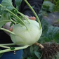 100+ Giant Kohlrabi Seeds | Brassica oleracea Variety | Exotic Heirloom Bulbing Cabbage | Easy to Grow Cool Season Vegetable