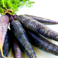 500+ Black Nebula Carrot Seeds | Daucus carota | Deep Purple-Black Non-GMO Heirloom Carrots for Planting | Unique Garden Vegetable