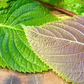400 Seeds Perilla (Shiso), Korean Perilla Herb for Planting – Aromatic, Versatile Asian Herb for Sushi, Garnishes, Stir-Fries & More