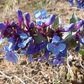 100 mg Seeds Penstemon Nitidus (Waxleaf Beardtongue) for Planting | Drought-Tolerant Perennial Wildflower for Gardens & Pollinator Habitats