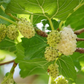 50 White Mulberry Tree Seeds (Morus alba) - Sweet Edible Fruit, Grow Your Own Mulberry Tree, for Gardens, Healthy Snack, Fast Growing
