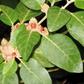 50 Ashwagandha Herb Seeds for planting | Withania somnifera (Indian Ginseng) - Grow Your Own Plant