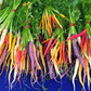500 Rainbow Carrot Seeds | Colorful Daucus carota Blend | Grow Purple, Yellow, Orange & White Carrots | Heirloom Garden Favorite