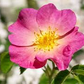 30 Woods Rose Seeds | Rosa woodsii | Grow Wild Rose Bushes from Non-GMO Seeds | Native Pink Shrub for Naturalized Landscapes