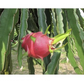 Robles Red Dragon Fruit Cuttings - 2 Pcs (8-10"), Self-Pollinating, Fast-Growing Pitaya, Tropical Fruit Plant, Exotic Cactus, Easy Care