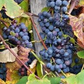 Concord Grape Thin Cuttings (12) - Organic - 6 Inch Unrooted - Hardy Perennial Vine - Zones 4-8