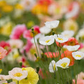 500 Iceland Poppy Seeds | Papaver nudicaule | Non-GMO Cold-Hardy Blooms in Pastel Colors | Perennial Wildflower for Spring