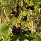 Ribes nigrum Seeds - 25 Count - Black Currant - Alaska Grown - Zone 3 Hardy