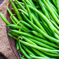 20 Seeds Provider Green Bush Bean - Phaseolus vulgaris | Heirloom Bean for Planting, Home Gardening & Fresh Vegetable Harvest