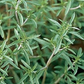 500 Summer Savory Seeds for Planting - Satureja hortensis - Fresh Herb for Cooking, Garden, Mediterranean Dishes, & Herbal Teas