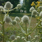 Rattlesnake Master Seeds 1g | Eryngium yuccifolium | Native Prairie Perennial, Pollinator Friendly, Unique Foliage, Non-GMO
