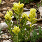 100mg Castilleja Sulphurea Seeds, Sulfur Paintbrush, Indian Paintbrush Native Wildflower