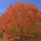 30 Sugar Maple Tree Seeds (Acer saccharum), Fall Color, Edible Maple Syrup Source, Hardy, Shade Tree, Perfect for Landscaping & Gardening