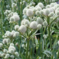 Rattlesnake Master Seeds 1g | Eryngium yuccifolium | Native Prairie Perennial, Pollinator Friendly, Unique Foliage, Non-GMO