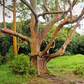 40 Rainbow Eucalyptus Seeds (Eucalyptus deglupta) - Vibrant Colorful Gum Tree, Fast-Growing, Tropical Evergreen, Unique Landscaping Plant