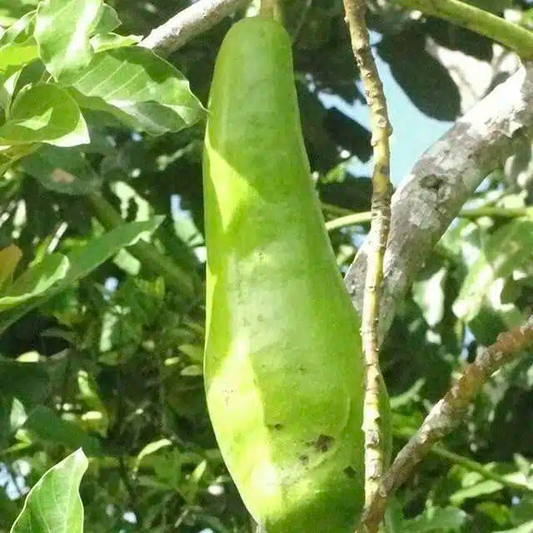 1 Starter Plant Avocado Long Neck (Persea americana) Tropical Big Fruit Tree 2′-3′
