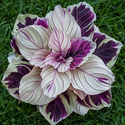 25+ Purple Beauty Calathea Seeds - Exotic Tropical Plant - Stunning Foliage for Indoor Houseplants & Shaded Gardens