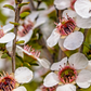 100 Manuka Tea Tree Seeds (Leptospermum scoparium), Honey Bush, New Zealand, Grow Your Own Manuka Honey, Hardy & Aromatic