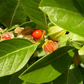 50 Ashwagandha Herb Seeds for planting | Withania somnifera (Indian Ginseng) - Grow Your Own Plant