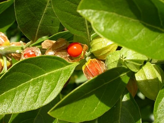 50 Ashwagandha Herb Seeds for planting | Withania somnifera (Indian Ginseng) - Grow Your Own Plant