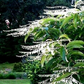100 Lily of the Valley Sourwood Seeds (Oxydendrum arboreum), Honey Bee Tree, Fragrant White Flowers, Native Tree, Wildlife Friendly