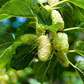 50 White Mulberry Tree Seeds (Morus alba) - Sweet Edible Fruit, Grow Your Own Mulberry Tree, for Gardens, Healthy Snack, Fast Growing
