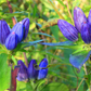 100mg Gentiana Andrewsii Seeds, Bottle Gentian, Unique Native Wildflower for Pollinators