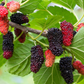 50 Black Mulberry Tree Seeds (Morus nigra), Sweet Edible Fruits, Hardy Tree, Fast Growing, Backyard Fruit, Garden Starter, Mulberry Bush