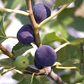Texas Blue Giant Fig Seeds - 100+ Rare Fruit Tree Seeds - USA Grown -  - Sweet Blue Figs - Heat Tolerant - Home Orchard