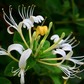 50 European Fly Honeysuckle Vine Seeds, Native Perennial White Honeysuckle Bush (Lonicera xylosteum), Hardy Vine for Garden & Landscaping