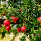 25 Pomegranate Seeds (Punica granatum) - Sweet Tropical Edible Fruit Shrub/Tree, Grow Your Own Fresh Pomegranates, Fast Growing, Healthy