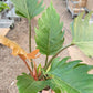 Philodendron Caramel Pluto