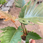 Philodendron Caramel Pluto
