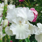 Immortality Iris Plant Fragrant Reblooming Potted Quart Pot
