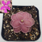 Pinguicula ehlersiae x mesophytica (clone #001)