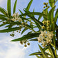 10 BALLOON MILKWEED Hairy Balls Butterfly Weed Asclepias Gomphocarpus Physocarpus Monarch Flower Seeds