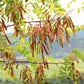 25 Flowering BLACK LOCUST TREE (Yellow Locust / False Acacia) Robinia Pseudoacacia Seeds