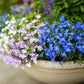 200 MIXED COLORS LOBELIA Regatta Lobelia Erinus Flower Seeds