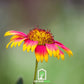 Indian Blanket – Firewheel – 200 Seeds