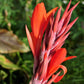 5 ORANGE CANNA LILY Indian Shot Arrowroot Canna Indica Flower Seeds