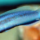 Longfin Indigo Dottyback ( Pseudochromis fridmani x sankeyii)